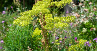 Conception avec des plantes indigènes