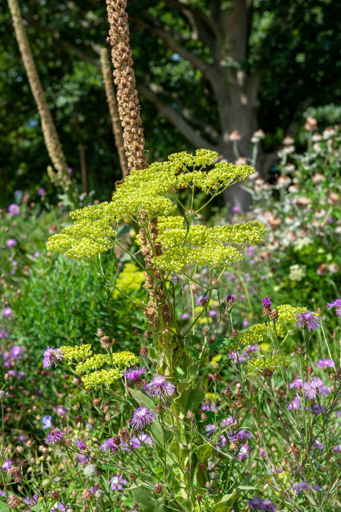 Conception avec des plantes indigènes