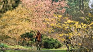 Fête de l'hamamélisnà l'Arboretum Kalmthout