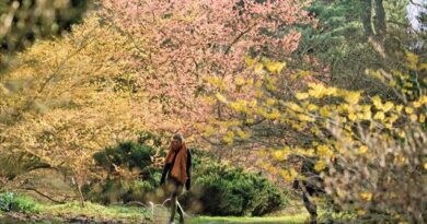 Fête de l'hamamélisnà l'Arboretum Kalmthout