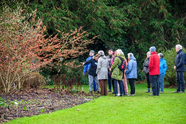 Fête de l'hamamélisnà l'Arboretum Kalmthout