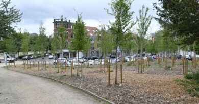 Liège et son plan Canopée : L’arbre au centre de la stratégie d’adaptation du territoire face au changement climatique