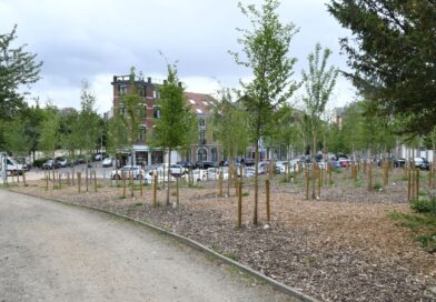 Liège et son plan Canopée : L’arbre au centre de la stratégie d’adaptation du territoire face au changement climatique