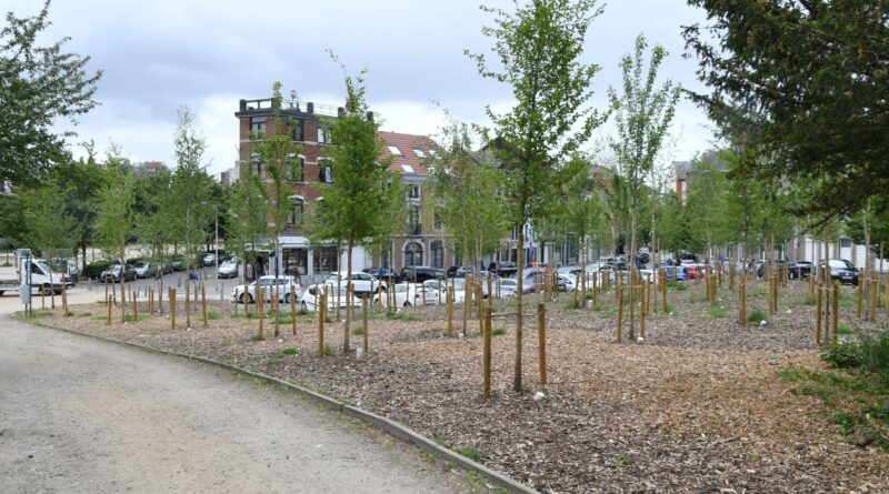 Liège et son plan Canopée : L’arbre au centre de la stratégie d’adaptation du territoire face au changement climatique