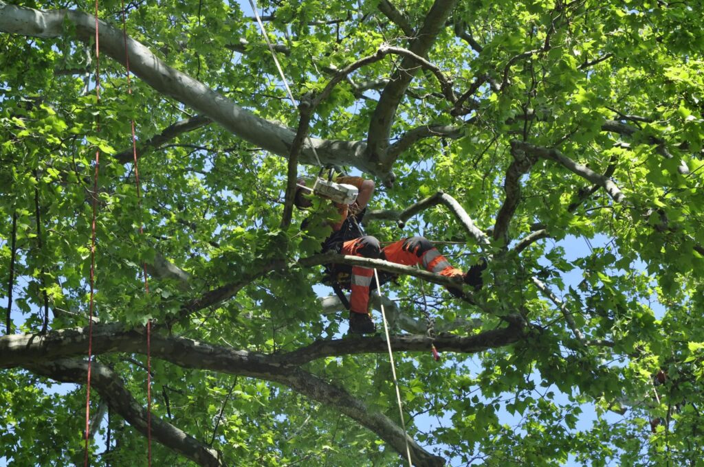 Liège et son plan Canopée : L’arbre au centre de la stratégie d’adaptation du territoire face au changement climatique