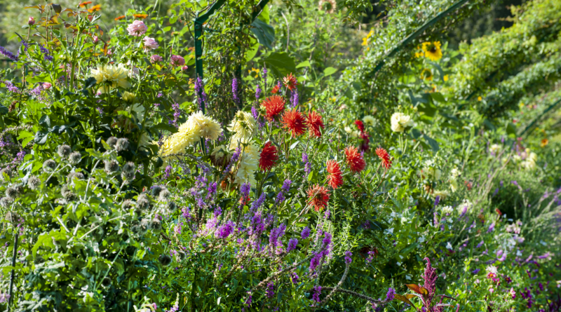 Le jardin de Claude Monet, source d'inspiration pour des plantations urbaines pittoresques