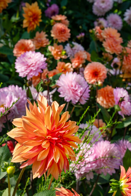 Le jardin de Claude Monet, source d'inspiration pour des plantations urbaines pittoresques