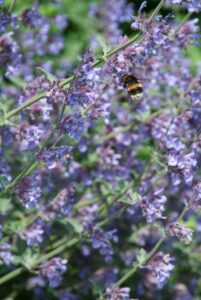 Les 10 meilleures plantes vivaces pour les sols secs : Nepeta