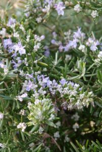 Les 10 meilleures plantes vivaces pour les sols secs : Rosmarinus officinalis