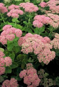Les 10 meilleures plantes vivaces pour les sols secs : Sedum 'Brillant'