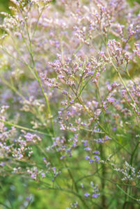 Les 10 meilleures plantes vivaces pour les sols secs : Limonium