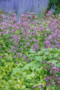 Les 10 meilleures plantes vivaces pour les sols secs : Origanum