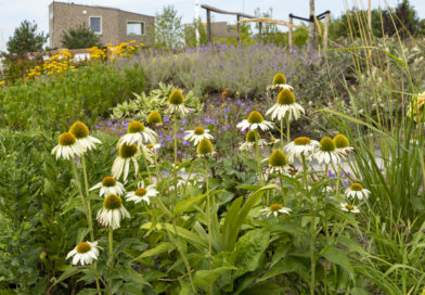 Les plantes vivaces du futur : un assortiment à l'épreuve du climat