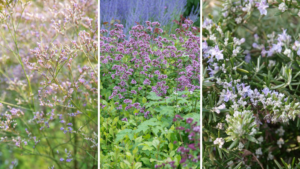 Les 10 meilleures plantes vivaces pour les sols secs