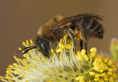 La gestion des espaces verts dans les zones urbaines : un rôle crucial dans la survie des bourdons et des abeilles solitaires.