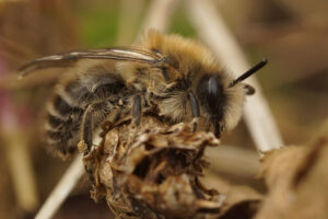 La gestion des espaces verts dans les zones urbaines : un rôle crucial dans la survie des bourdons et des abeilles solitaires.