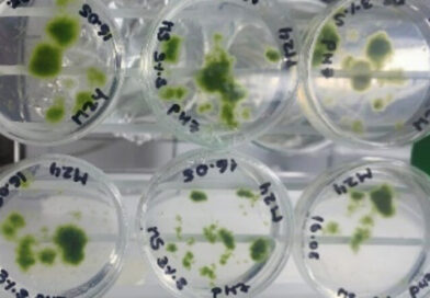EnGreDi: La mousse n'est pas une mauvaise herbe, mais le super-héros du monde végétal