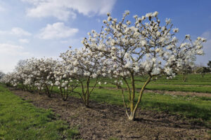 Pépinière Joos : arbres multi-troncs et solitaires pour projets publics et jardins privés