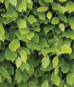 Fagus sylvatica