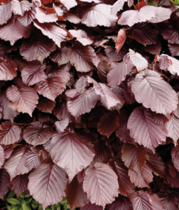 Fagus syl. ‘Atropunicea’