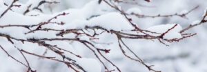 Que signifie “des automnes chauds et des hivers froids” pour vos plantes de jardin ?