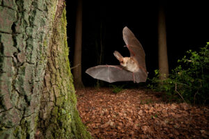 Effets de l'éclairage nocturne sur la faune