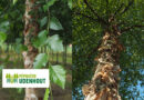 Betula nigra 'Dura Heat'