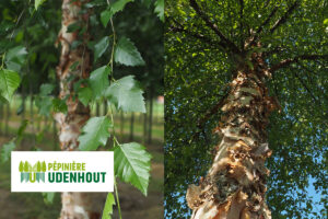 Betula nigra 'Dura Heat'