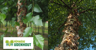 Betula nigra 'Dura Heat'