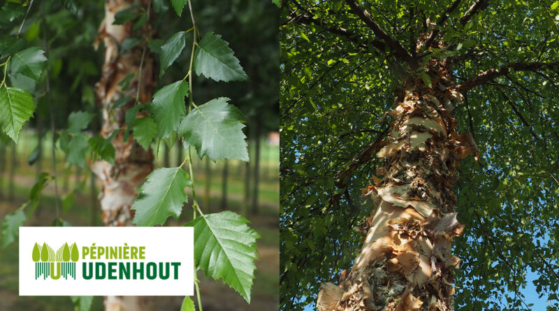 Betula nigra 'Dura Heat'