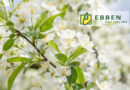 Le Malus toringo var. sargentii est idéal pour les jardins, les parcs et les espaces verts. Il  permet de créer de la profondeur et offre un écran de verdure pour les yeux. Cette espèce basse et large est également très appréciée plantée dans des bacs à arbres et sur les toits, où sa forme courte le protège du vent.