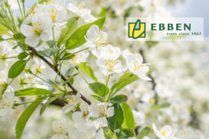 Le Malus toringo var. sargentii est idéal pour les jardins, les parcs et les espaces verts. Il  permet de créer de la profondeur et offre un écran de verdure pour les yeux. Cette espèce basse et large est également très appréciée plantée dans des bacs à arbres et sur les toits, où sa forme courte le protège du vent.
