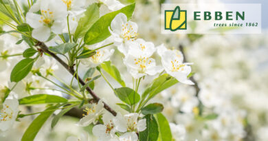 Le Malus toringo var. sargentii est idéal pour les jardins, les parcs et les espaces verts. Il  permet de créer de la profondeur et offre un écran de verdure pour les yeux. Cette espèce basse et large est également très appréciée plantée dans des bacs à arbres et sur les toits, où sa forme courte le protège du vent.