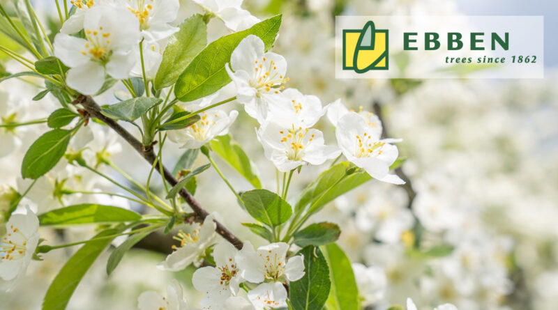 Le Malus toringo var. sargentii est idéal pour les jardins, les parcs et les espaces verts. Il  permet de créer de la profondeur et offre un écran de verdure pour les yeux. Cette espèce basse et large est également très appréciée plantée dans des bacs à arbres et sur les toits, où sa forme courte le protège du vent.