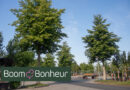 Tilia cordata 'Dila' - Boom & Bonheur