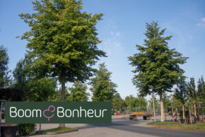 Tilia cordata 'Dila' - Boom & Bonheur