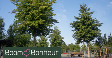 Tilia cordata 'Dila' - Boom & Bonheur