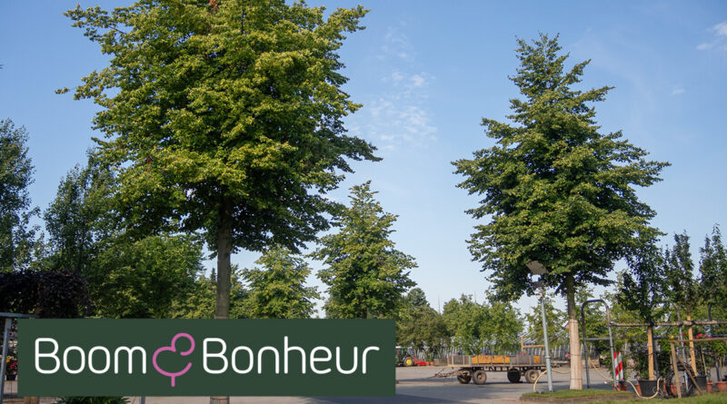 Tilia cordata 'Dila' - Boom & Bonheur