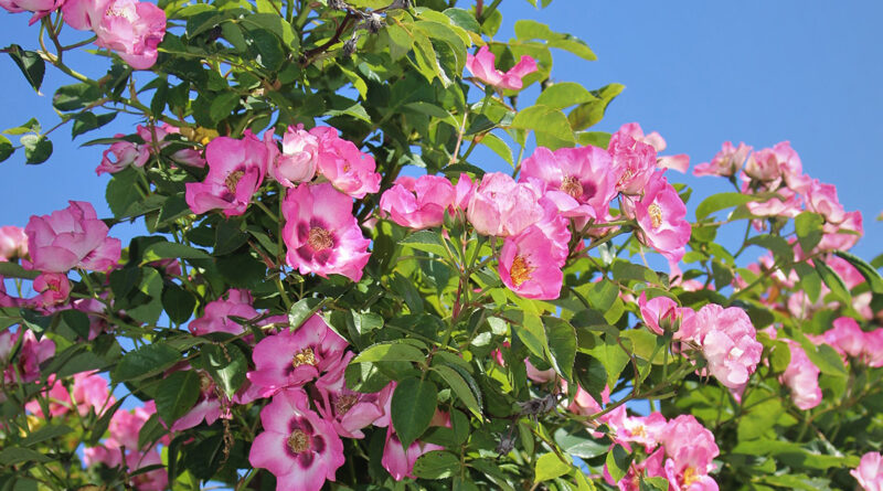 12 nouvelles roses d'extérieur récompensées par le label Excellence Roses
