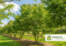 Arbre à l’honneur : Tilia henryana
