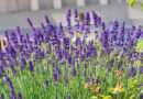 Concevoir des jardins durables et la biodiversité dans la pratique
