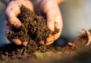 Gestion durable des sols et des pelouses : le sol, fondement essentiel