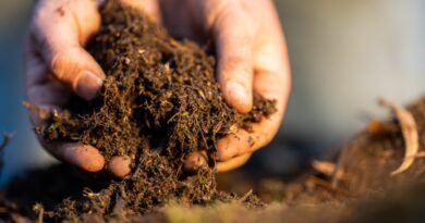 Gestion durable des sols et des pelouses : le sol, fondement essentiel