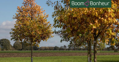 Quercus bicolor : un arbre polyvalent et plein de caractère