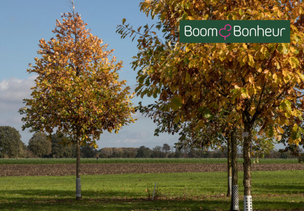 Quercus bicolor : un arbre polyvalent et plein de caractère