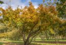 Arbre à l’honneur : Mespilus germanica