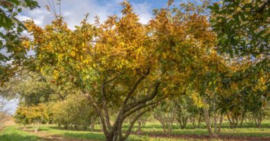 Arbre à l’honneur : Mespilus germanica