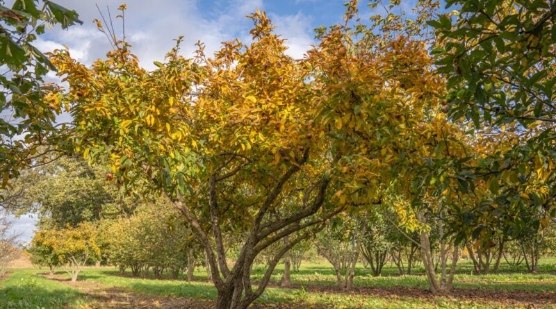 Arbre à l’honneur : Mespilus germanica