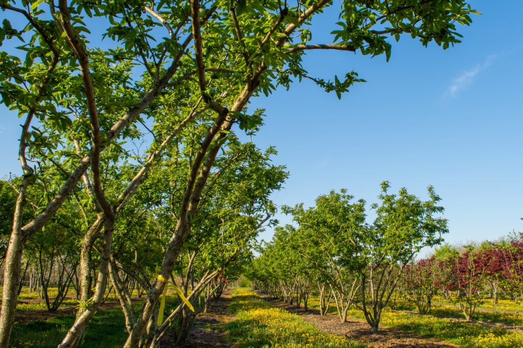 Arbre à l’honneur : Mespilus germanica