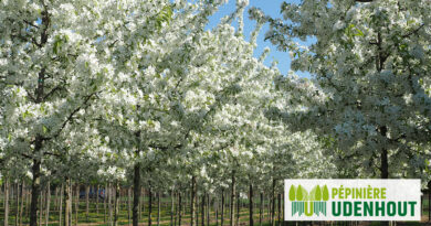Arbre à l’honneur : pommier ornemental de Pépinière Udenhout